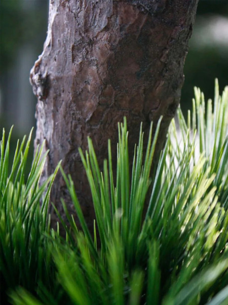 Artificial Pinus Bonsai tree H210cm NKoop DP