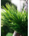 Artificial Pinus Bonsai tree H210cm NKoop DP