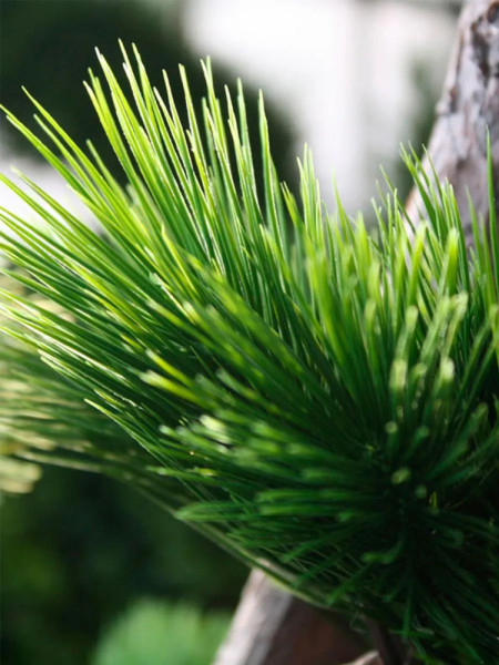 Artificial Pinus Bonsai tree H210cm NKoop DP