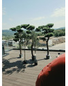 Artificial Pinus Bonsai tree H210cm NKoop DP