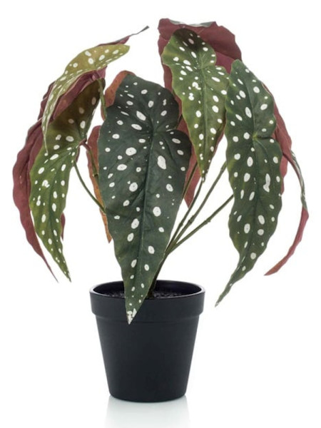 Artificial Plant Begonia Maculata H40cm NKoop EEG
