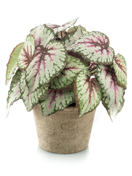 Artificial plant Begonia bush H30cm NKoop EEG