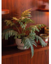 Искусственное растение Phlebodium bush / Папоротник Флебодиум H60cm NKoop EEG