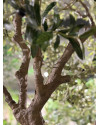 Штучне Оливкове дерево / Olive Tree H250cm NKoop EEG