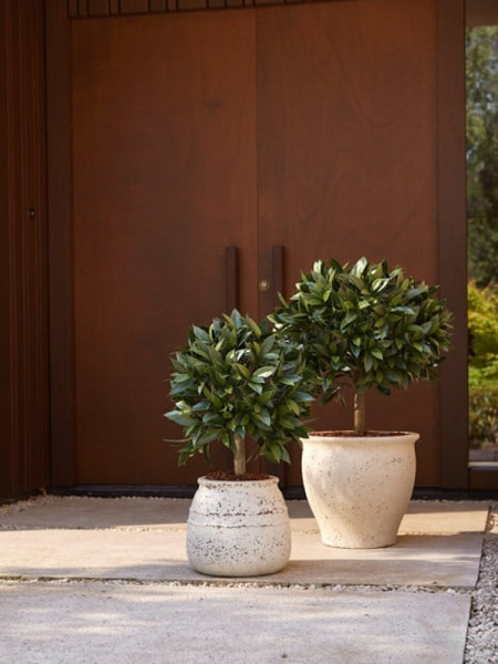 Artificial Laurel Tree Ball H65cm NKoop EEG
