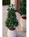 Artificial Laurel Tree Pyramid H150cm NKoop EEG