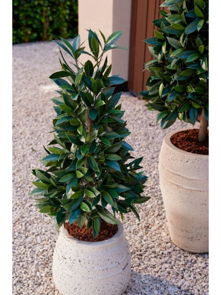 Artificial Laurel Tree Pyramid H150cm NKoop EEG