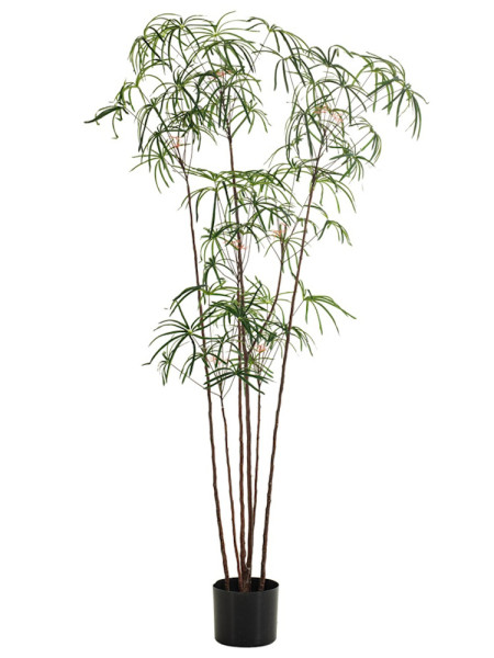 Искусственное дерево Бокарнея H210cm NKoop EEG