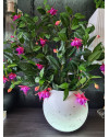 Искусственное растение Фуксия лиана H75cm NKoop FW