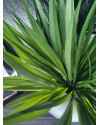 Искусственное растение Grass Liriope / Трава Лириопе H40cm NKoop FW