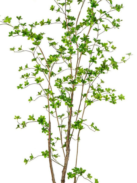 Искусственное дерево Энкиантус H210cm NKoop FW
