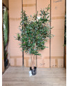 Искусственное Оливковое дерево H120cm NKoop FW