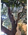 Искусственное Оливковое дерево / Olive Tree Natural H270cm NKoop FW