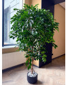 Искусственный Фикус Экзотика De Luxe H210cm NKoop FW