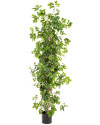 Искусственный Цисус ромболистный H100cm NKoop FW