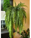 Искусственное растение Fern Nephrolepis hanging / Папоротник Нефролепис H110cm NKoop EEG