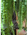 Искусственное растение Fern Nephrolepis hanging / Папоротник Нефролепис H110cm NKoop EEG