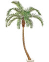 Artificial Plant Phoenix Curved Palm H300cm NKoop FW