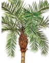 Artificial Plant Phoenix Curved Palm H300cm NKoop FW