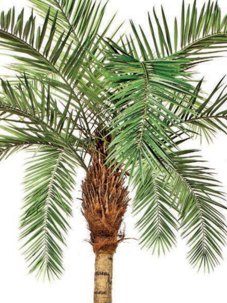 Artificial Plant Phoenix Curved Palm H300cm NKoop FW