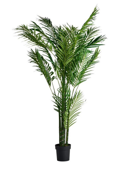 Рослина PALMERA H210cm (VH-27318) Vical Home