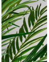 Рослина PALMERA H210cm (VH-27318) Vical Home
