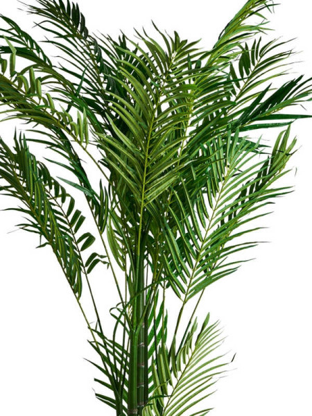 Рослина PALMERA H210cm (VH-27318) Vical Home