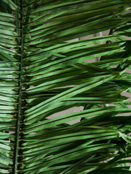 Рослина PALMERA H550cm (VH-27416) Vical Home