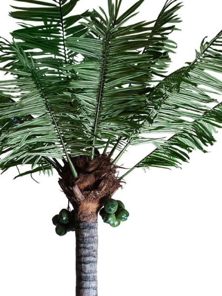 Рослина PALMERA H550cm (VH-27416) Vical Home