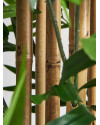 Artificial Plant BAMBU H190cm Vical Home