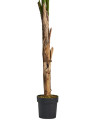 Растение BANANERA H165cm (VH-29115) Vical Home