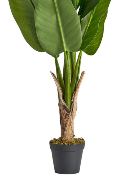 Растение BANANERA H145cm (VH-29116) Vical Home